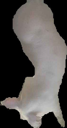 Crop