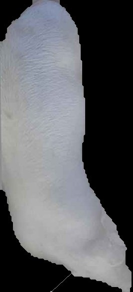 Crop