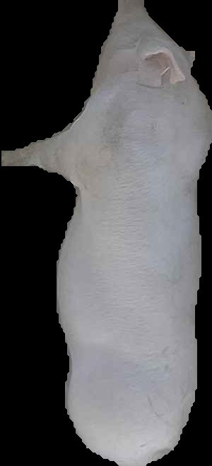 Crop