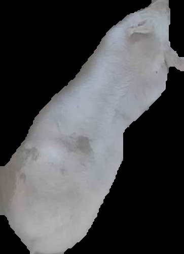 Crop