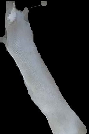Crop