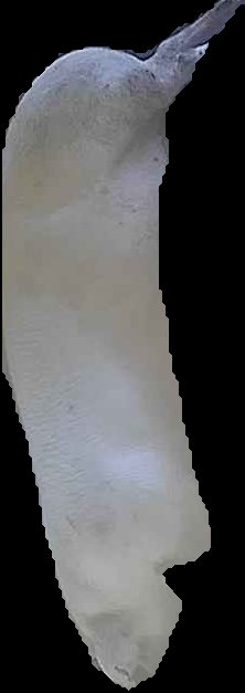 Crop