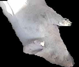Crop