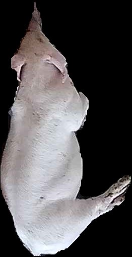 Crop