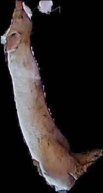 Crop