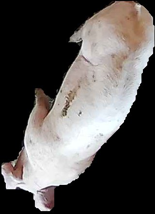 Crop