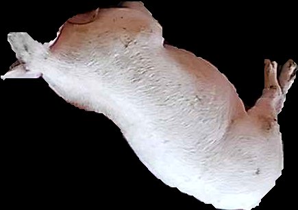 Crop