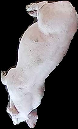 Crop