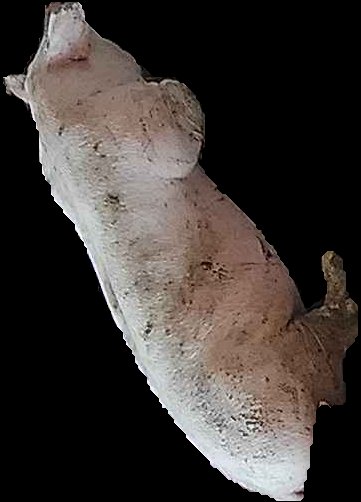 Crop