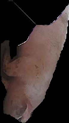 Crop