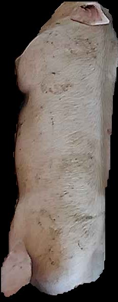 Crop