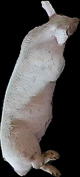 Crop