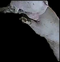 Crop