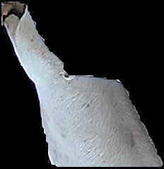 Crop