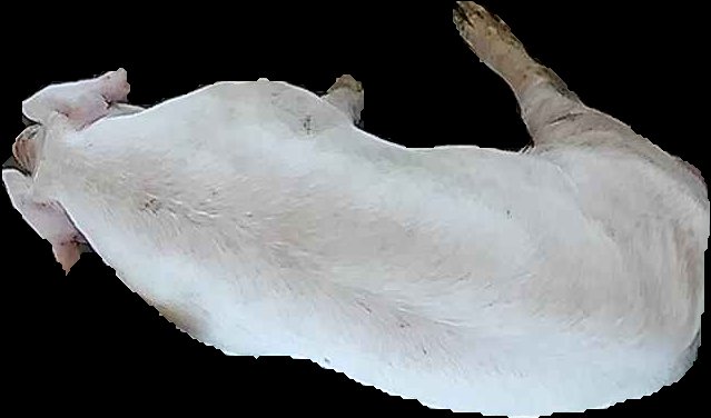 Crop