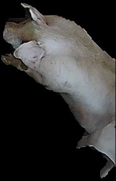 Crop