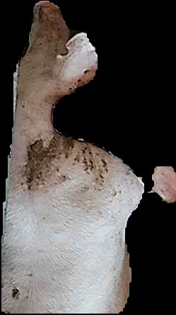 Crop