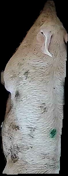 Crop