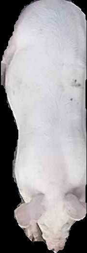Crop