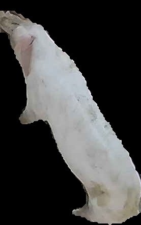 Crop