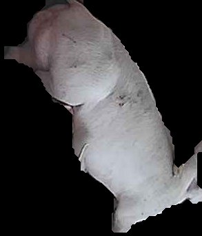 Crop