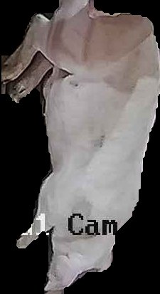 Crop