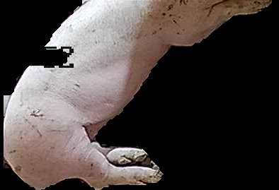 Crop