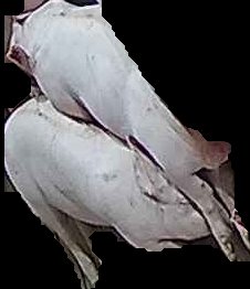 Crop