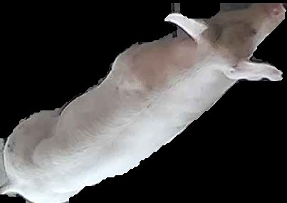 Crop