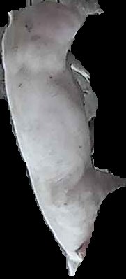 Crop