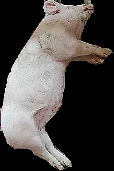 Crop