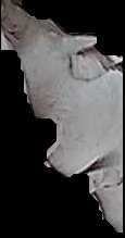 Crop