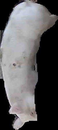 Crop
