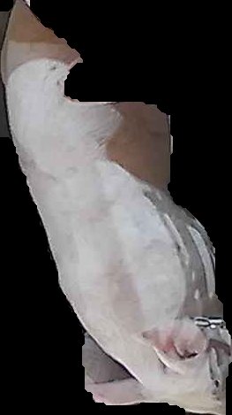 Crop