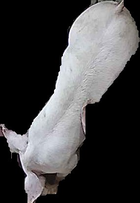 Crop