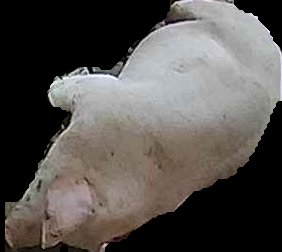 Crop