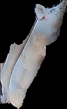 Crop