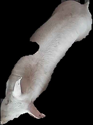 Crop
