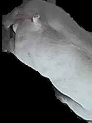 Crop