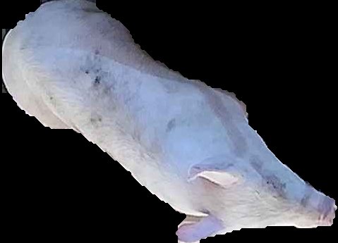 Crop