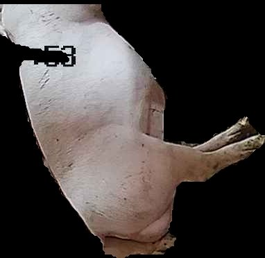 Crop
