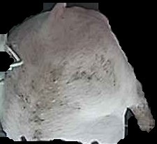 Crop