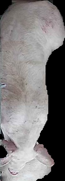Crop
