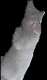 Crop