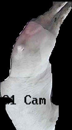 Crop