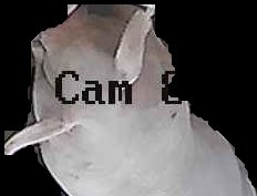 Crop