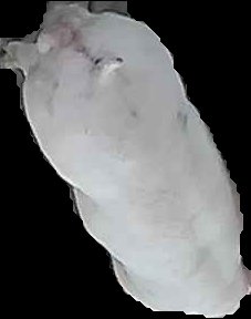 Crop