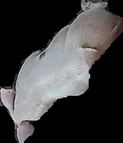Crop