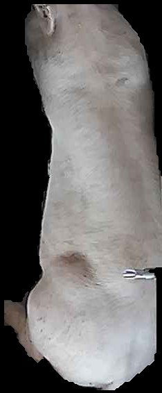 Crop