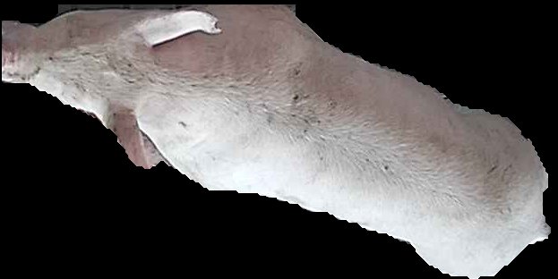Crop